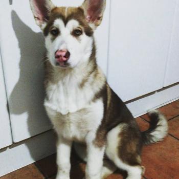 Kratos, Malamute De Alaska