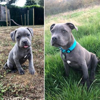QuiQui, Staffordshire Bull Terrier