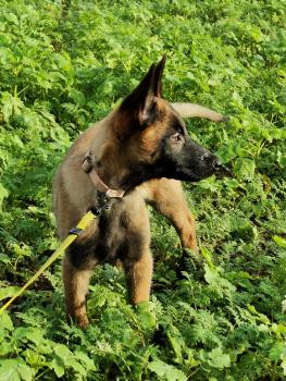 Siyah, Berger Malinois