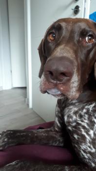 Oslo, Braco Alemán De Pelo Corto