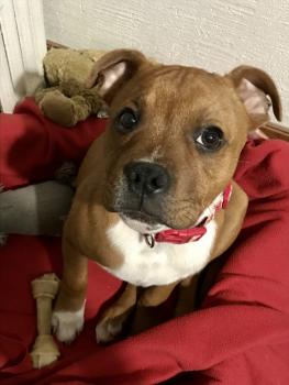 Rio, Staffordshire Bull Terrier