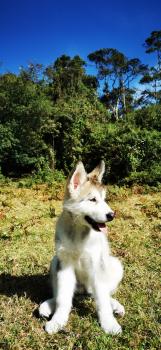 Mila, Malamute De Alaska