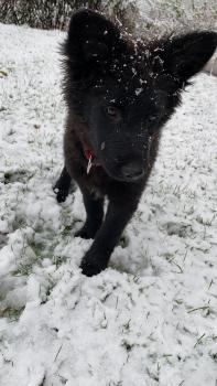 Lexa, Perro Pastor Alemán