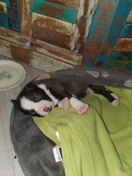 Peppa, Staffordshire Bull Terrier