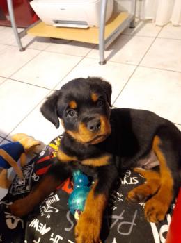 Raïley, Rottweiler