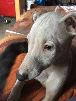 Rameau, Whippet