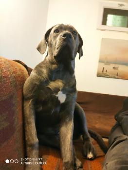 Crapule, Cane Corso