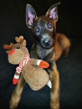 Roswell, Pastor Belga Malinois