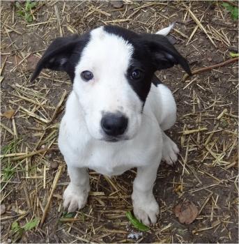 Dolly, Otros perros