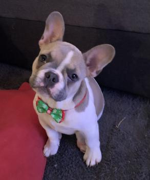 Marley, Bulldog Francés