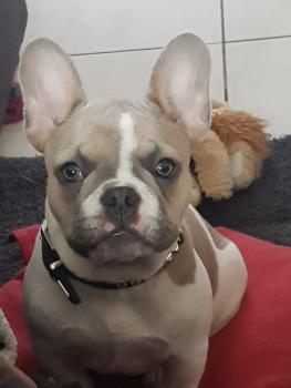 Marley, Bulldog Francés