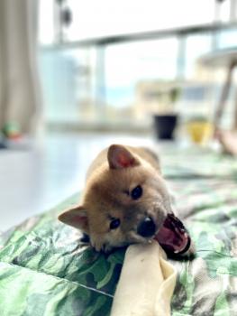Shogun, Shiba