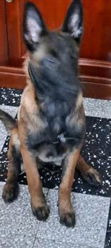 Ritha, Pastor Belga Malinois