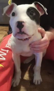 Hildegard, Dogo Argentino