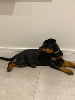 Sky, Rottweiler