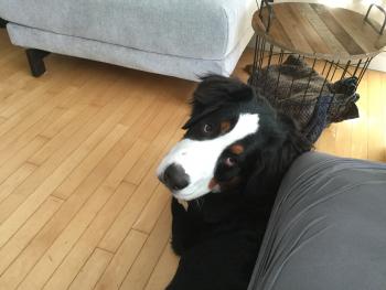 Léo, Boyero De Berna