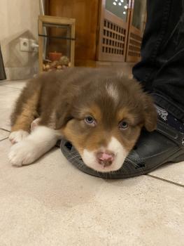 Roméo, Pastor Australiano