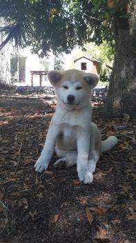 Eika, Akita Inu