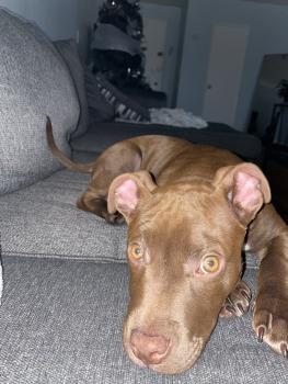 Jax, American Staff