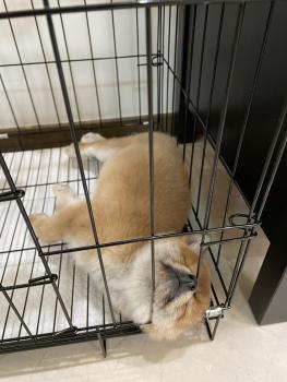 Saki, Shiba Inu Japonés