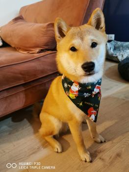 Ryoh Mistuko, Shiba Inu Japonés
