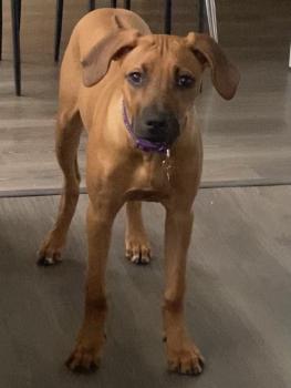 Luna Hammett, Crestado Rodesiano