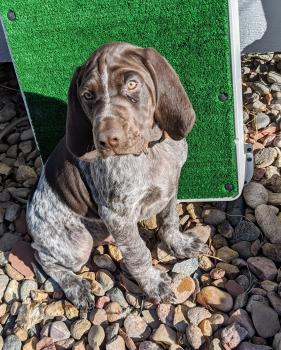 Bootes, German Shorthaired Pointer