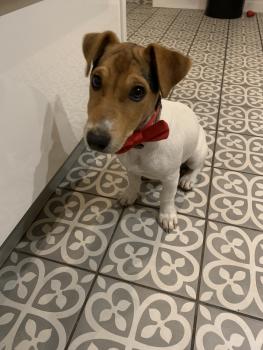 Snoop, Jack Russell