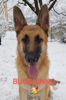 DYLAN, Perro Pastor Alemán