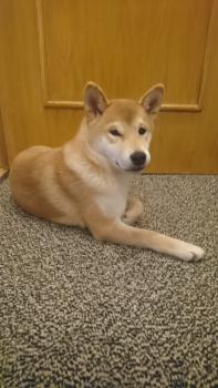 Una, Shiba