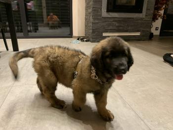 Rebelle, Leonberg