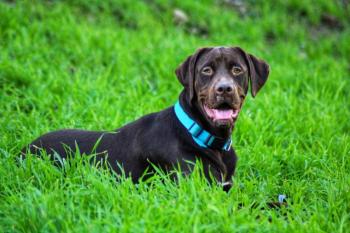 NALA, Labrador Retriever