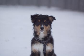 Twix, Australian Shepherd