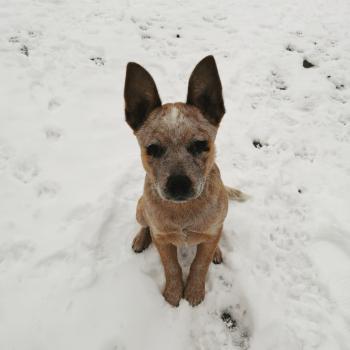 Fibbie, Perro australiano del ganado