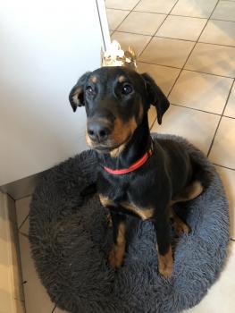 Reine, Beauceron