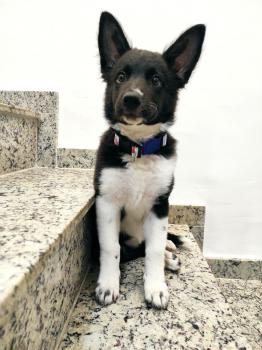 Zara, Border Collie