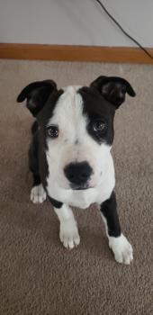 Zhuri, American staffordshire terrier
