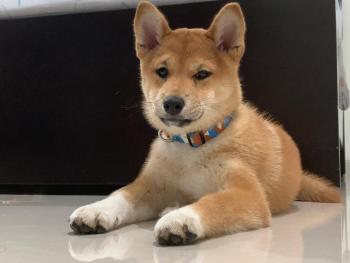 Yuki Keiko, Shiba