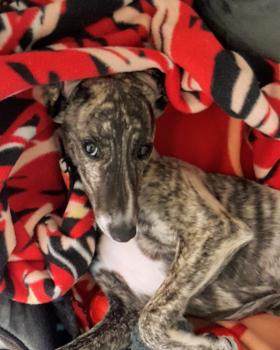 Rolling stones, Whippet