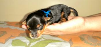 Nick, Yorkshire Terrier
