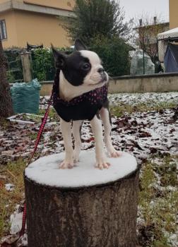 Stella, Boston Terrier