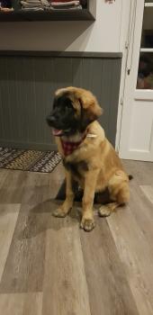 Rio, Leonberg