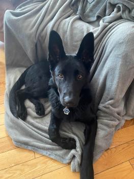 Shadow, Berger Allemand