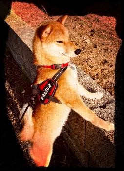 Haru, Shiba Inu Japonés