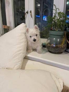 MacGyver, Westies