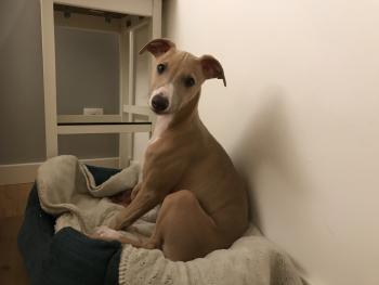 Rio, Whippet