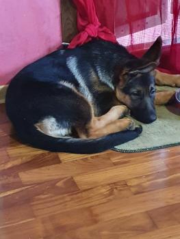 Fiona, Perro Pastor Alemán