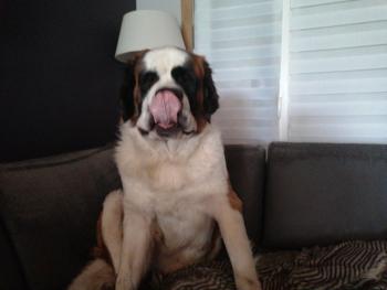 Spock, Saint Bernard