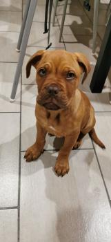 Cuore, Dogo De Burdeos