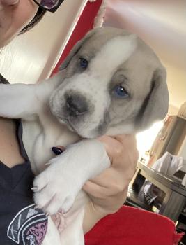 Scarface, Cane Corso